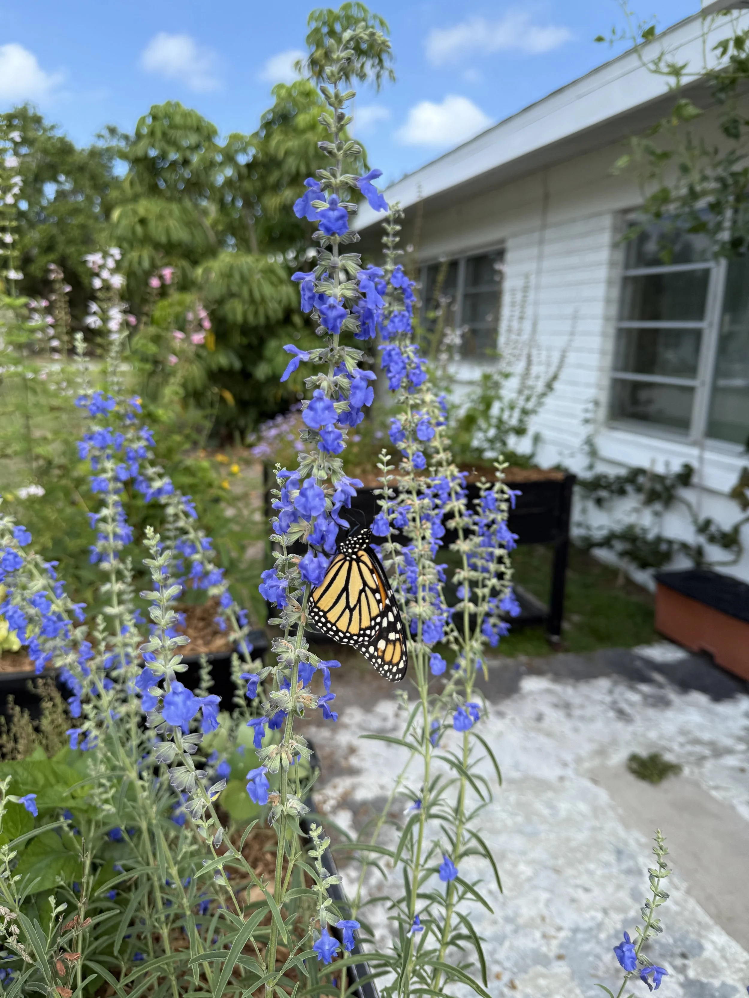 Wood Sage , Teucrinum canadense — Florida Native Plants Nursery